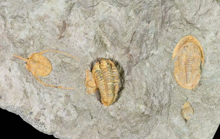 Ordovician Trilobite Association (Asaphellus, Lonchodomas & Euloma) #105875